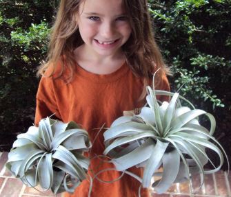 Bromeliad Tillandsia Xerographica Box of 2 Lg & 2 Md 2 Mini 2 Small